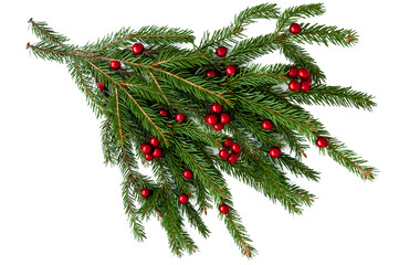Branch of a natural Christmas tree with red balls of berries