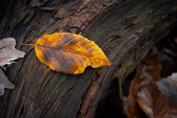 Golden beech tree autumn leaf on wooden trunk texture