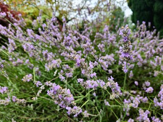 Lavenders 