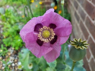 Pink wild poppy