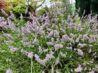 Lavenders 