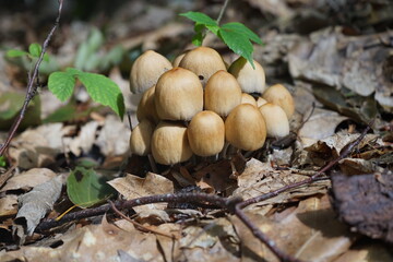 mushrooms in the forest