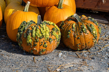 Pumpkins and Gourds on display