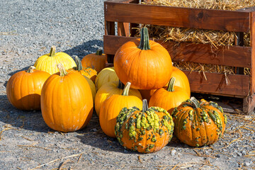  Colorful Pumpkins and Gourds on display in the Fall