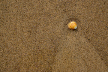 Wallpaper, beach scene on the sand with sea shells and copy space.