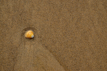 Fototapeta na wymiar Wallpaper, beach scene on the sand with sea shells and copy space.