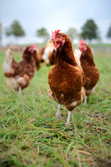 A brown hen in a free-range chicken run