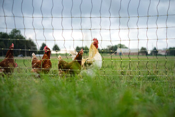 a white rooster in a free range chicken enclosure