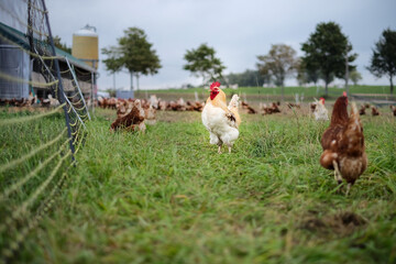 a white rooster in a free range chicken enclosure