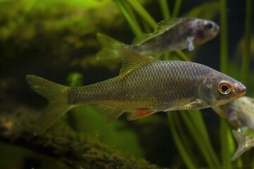captive common roach and Eurasian ruffe, scientific research of aggressive species coexistence,...