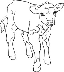 Calf, full length front view. Linear contour drawing. For printing coloring pages, logos. Use in packaging design, printing on objects and other purposes. The little bull looks ahead. Vector