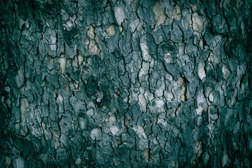 A close up of a Planetree tree bark pattern texture