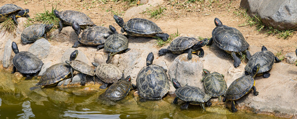 Red-eared terrapin and cumberland slider turtles in Pendion Areos public park in Thessaloniki in Central Macedonia in Greece