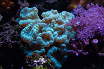 candy cane and pulsing xenia soft coral, polyp frag propagation in nano reef marine aquarium, LED...