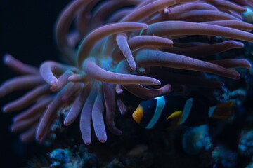 bubble tip anemone move poison tentacles in flow, pink fluorescent animal coexist and protect...