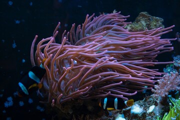 fluorescent bubble tip anemone, pink animal move tentacles and protect blurred Clark's anemonefish,...