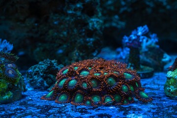 ice and fire zoanthus colony, fluorescent soft polyp grow on bottom of nano reef marine aquarium,...