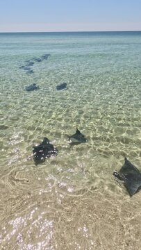 Fever of Mobula Devil Rays on Gulf Coast of Florida at Pensacola Beach Vertical UGC wildlife video.