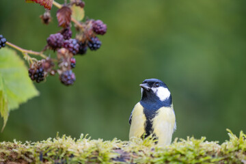 Beautiful Great Tit (Parus major) perched on a log with blackberries in the background - Yorkshire, UK in September