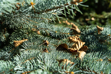 blue needles close up, Christmas tree branch close up dry leaves , background texture 