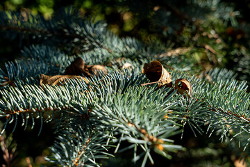 blue needles close up, Christmas tree branch close up dry leaves , background texture 