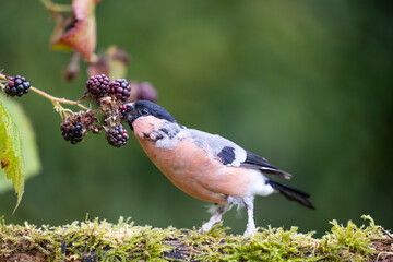 Adult Male Eurasian Bullfinch (Pyrrhula pyrrhula) perched on a log eating blackberries - Yorkshire, UK in September