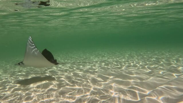 Mobula Devil Ray Underwater Gulf Coast of Florida