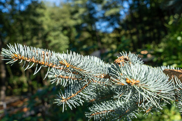Naklejka na ściany i meble blue needles close up, Christmas tree branch close up dry leaves , background texture 
