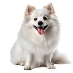 Obraz premium Zwergspitz portrait dog