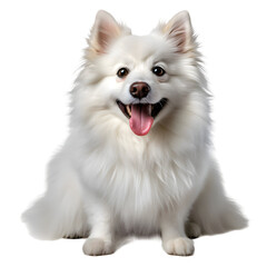 Obraz premium Zwergspitz portrait dog