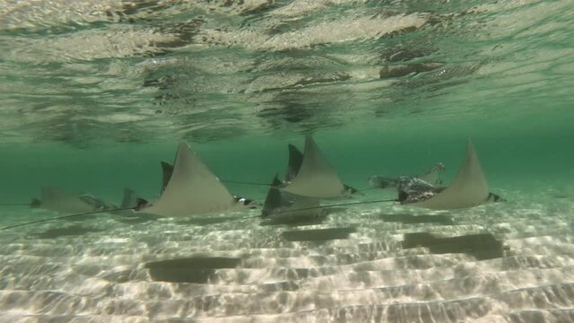 Mobula Devil Ray Swimming Underwater Gulf Islands National Seashore, Florida