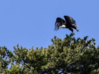 American Bald Eagle perched and flying above the pine trees under blue skies