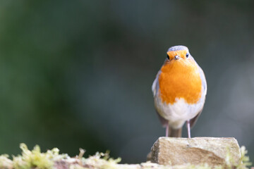European Robin (Erithacus rubecula) with colourful red breast perched on a stone - Yorkshire, UK in early Autumn