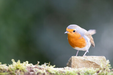 European Robin (Erithacus rubecula) with colourful red breast perched on a stone - Yorkshire, UK in early Autumn
