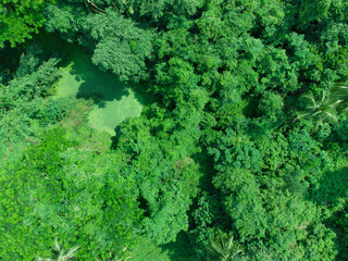 Aerial view video of deep green forest.