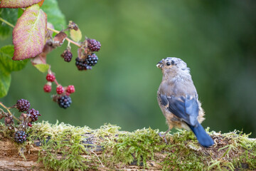 Young male Eurasian Bullfinch (Pyrrhula pyrrhula) perched on a log with blackberries - Yorkshire, UK in September
