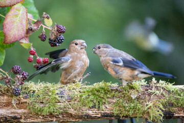 A pair of young bullfinches (Pyrrhula pyrrhula) interact on a log next to some blackberries - Bird...