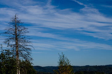 Fototapeta na wymiar Dry spruce against the blue sky in autumn