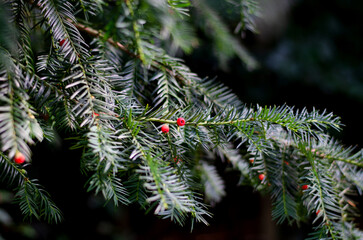 Yew Taxus close-up in the forest in autumn