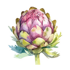 Watercolor Purple artichoke isolated on white background, close up view
