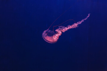 underwater shot of beautiful Chrysaora quinquecirha