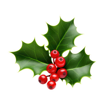 Holly berry leaves. Christmas decoration isolated on transparent background