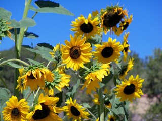 Late Summer Sunflowers in the sun