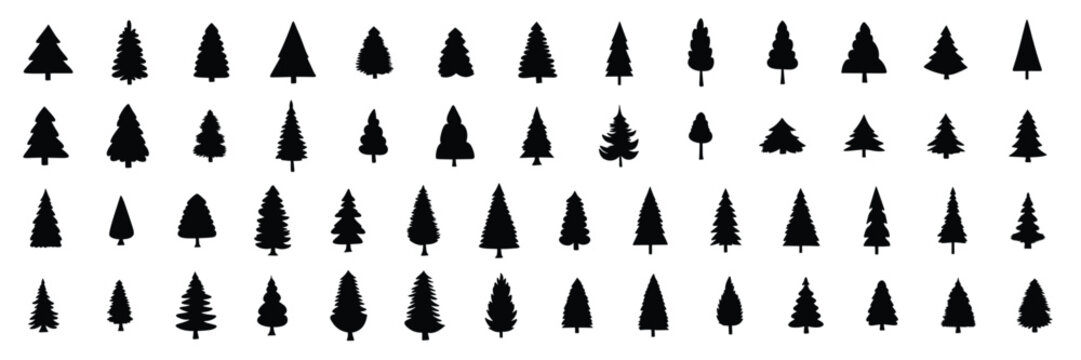 Large collection of pine trees silhouette. Han drawn fir trees silhouette. Vector illustration.