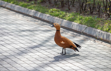 Ogar, red duck, in the city park. - obrazy, fototapety, plakaty