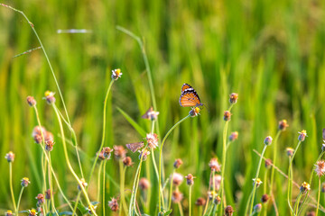 Butterfly Perched on Wildflowers in a Green Meadow