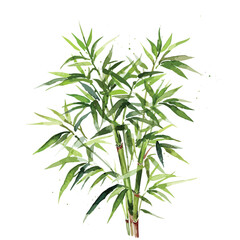Green bamboo stems and leaves isolated on white background. Watercolor hand drawn illustration. watercolor bamboo