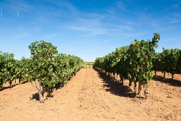 Vineyards landscape from Duero viticulture area, Spain - obrazy, fototapety, plakaty