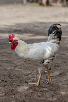 Adult rooster on a dirt road