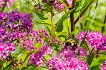 Bumble Bee on pink flowers
